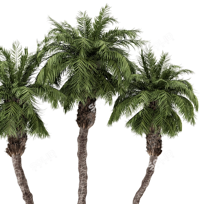 Palm Tree Plants Set 2378 3D model image 3