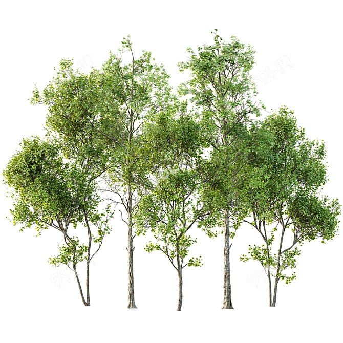 Spring Tree 3D Models Bundle 3D model image 1