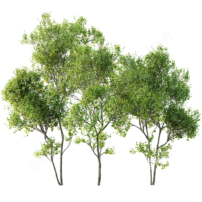 Spring Tree 3D Models Bundle 3D model image 3