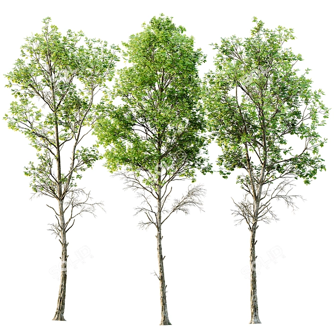 Spring Fagus Sylvatica Trees Collection 3D model image 1