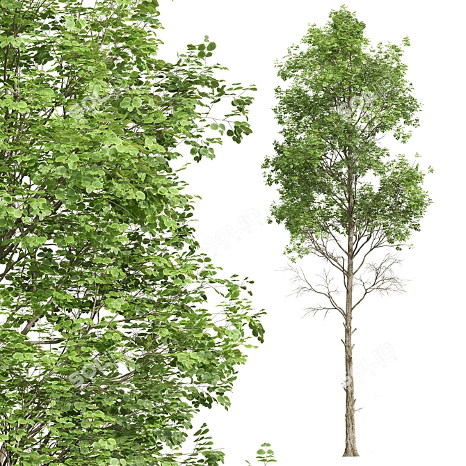 Spring Fagus Sylvatica Trees Collection 3D model image 2