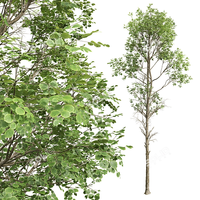 Spring Fagus Sylvatica Trees Collection 3D model image 3