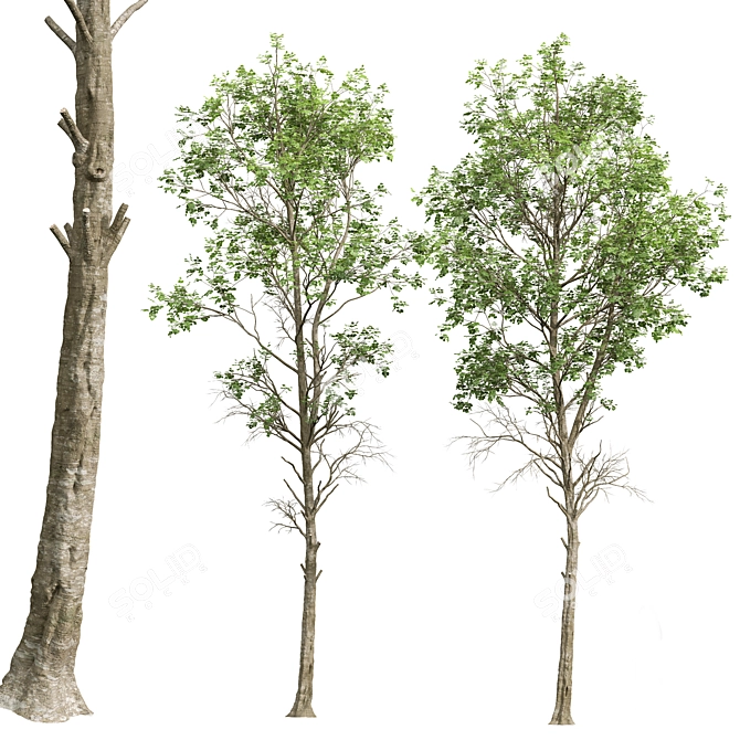 Spring Fagus Sylvatica Trees Collection 3D model image 6