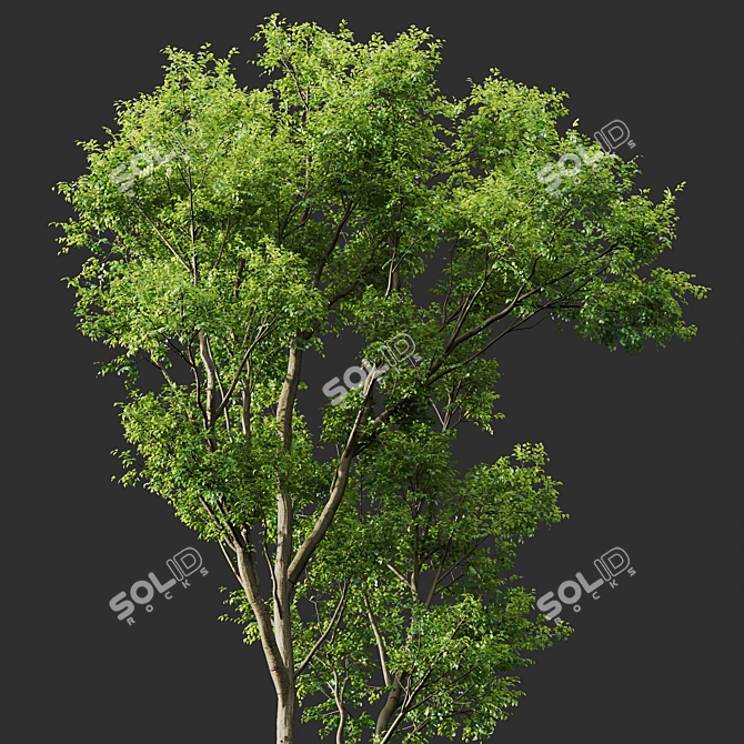 Spring Tree 3D Model Bundle 3D model image 2