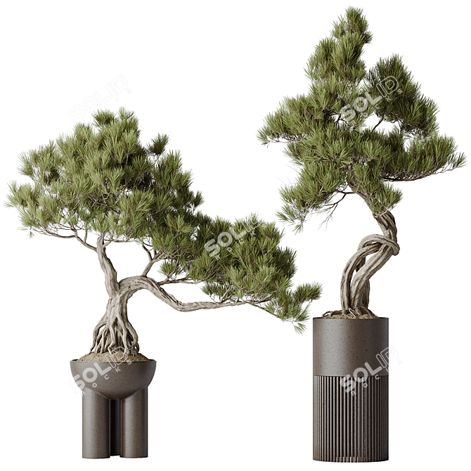  Bonsai Pine Thunbergii Set 3D model image 1