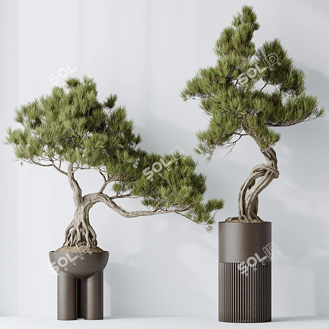  Bonsai Pine Thunbergii Set 3D model image 2