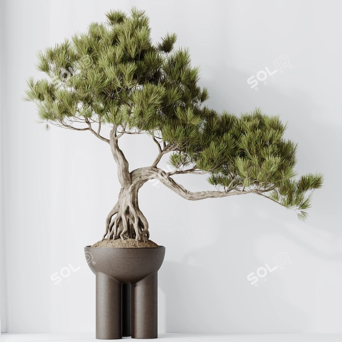  Bonsai Pine Thunbergii Set 3D model image 3