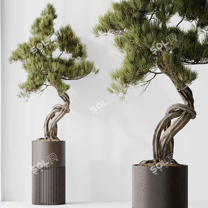  Bonsai Pine Thunbergii Set 3D model image 6