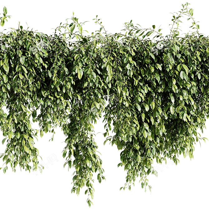 Outdoor Hanging Plant 2015 OBJ 3D model image 3