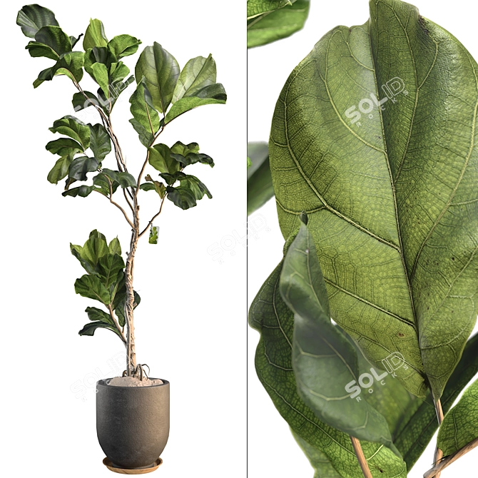 3D Plant & Decor Collection 3D model image 1