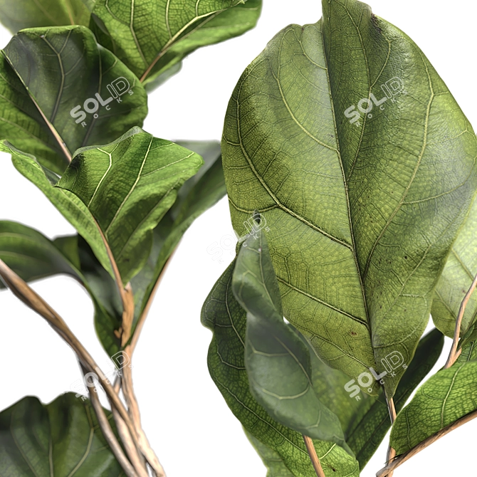 3D Plant & Decor Collection 3D model image 3