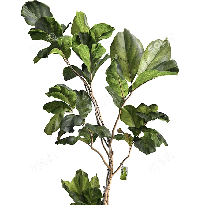 3D Plant & Decor Collection 3D model image 5