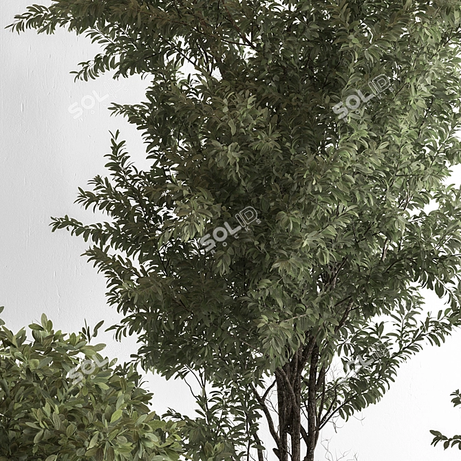 771 Tree in Pot Green Oasis 3D model image 5