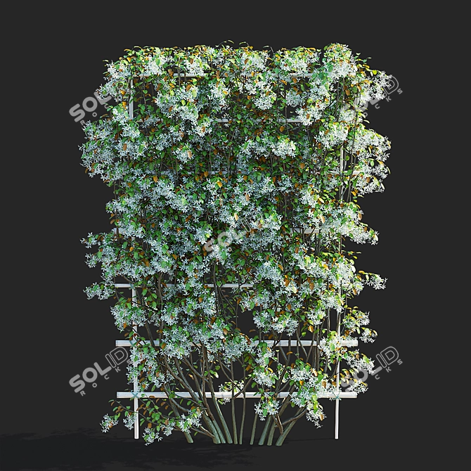 Flowering Amelanchier Lamarckii Trees 3D model image 3