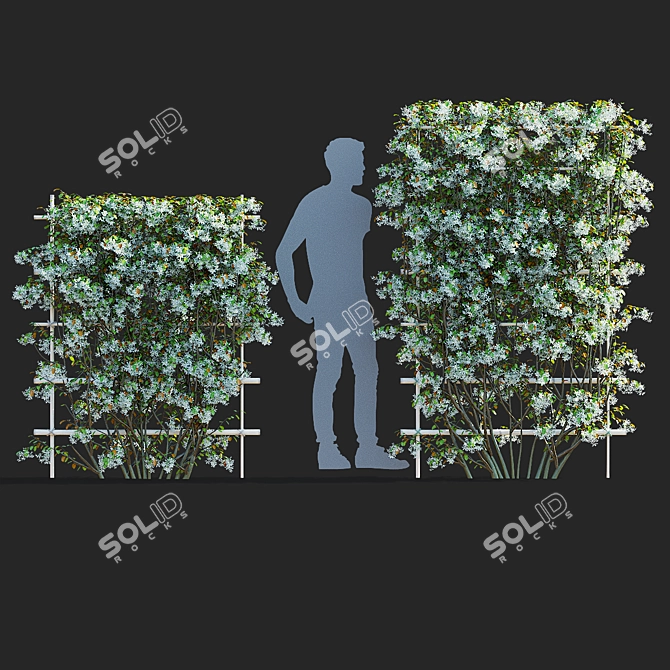 Flowering Amelanchier Lamarckii Trees 3D model image 4