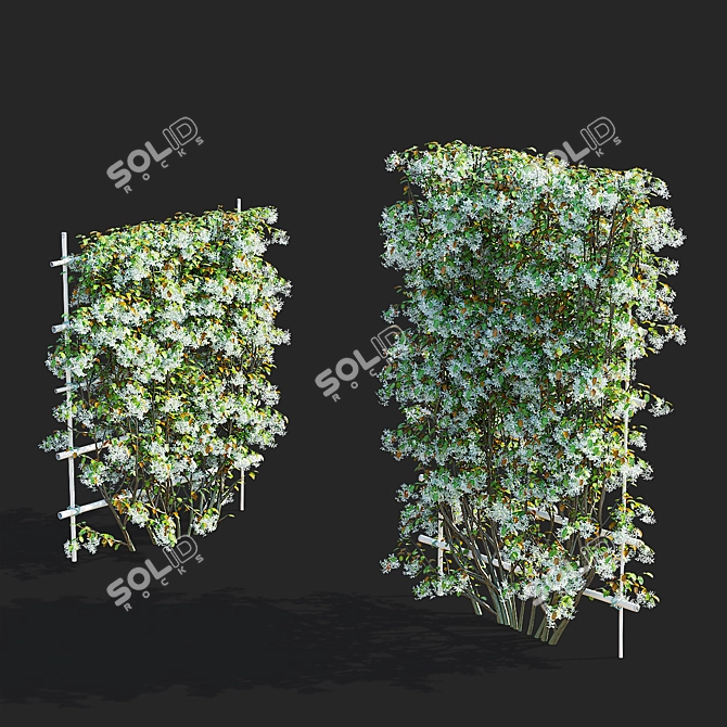 Flowering Amelanchier Lamarckii Trees 3D model image 5