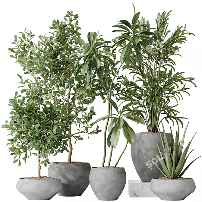 Indoor Plant Set 3D Models 3D model image 1