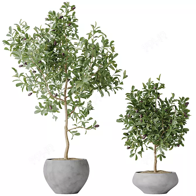 Indoor Plant Set 3D Models 3D model image 2