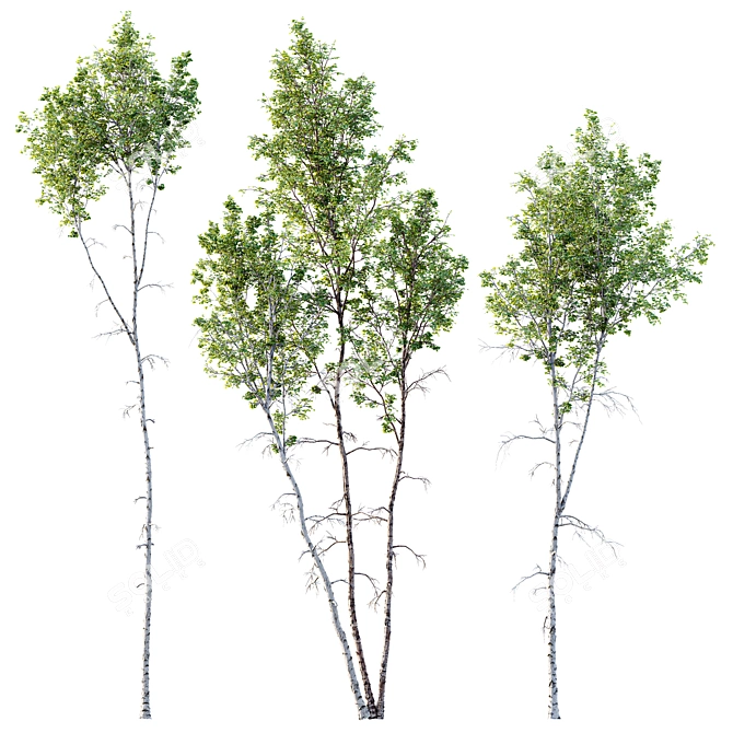 Betula Pendula 3D Tree Bundle 3D model image 1