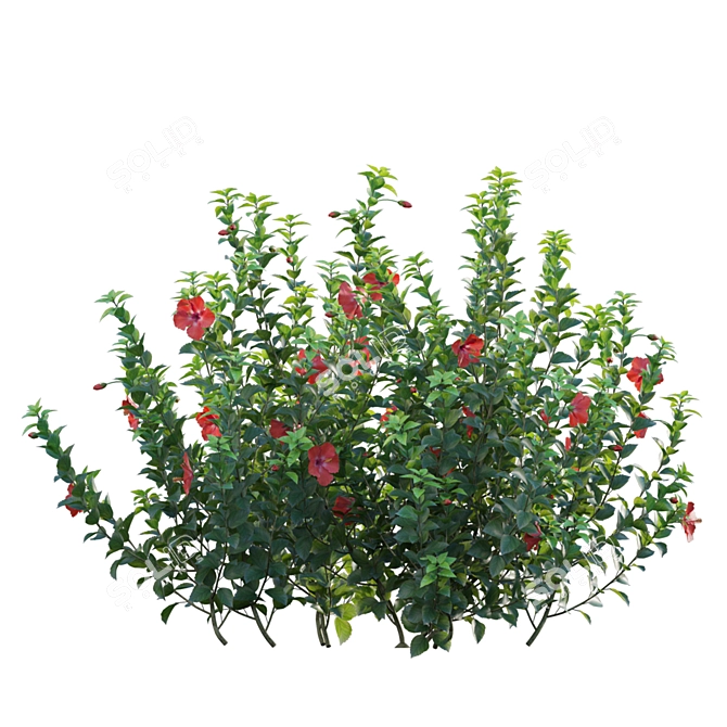 Versatile 3D Plant Models Set 3D model image 2