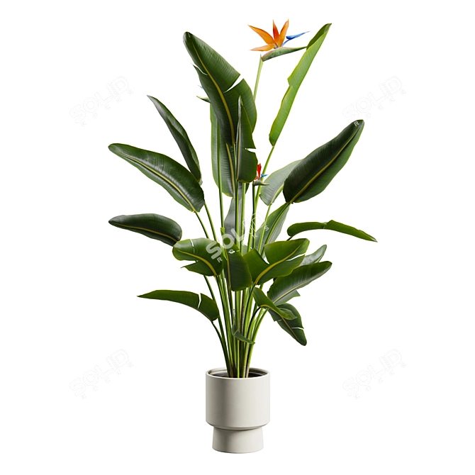 Tropical Elegance: Bird of Paradise 3D model image 5