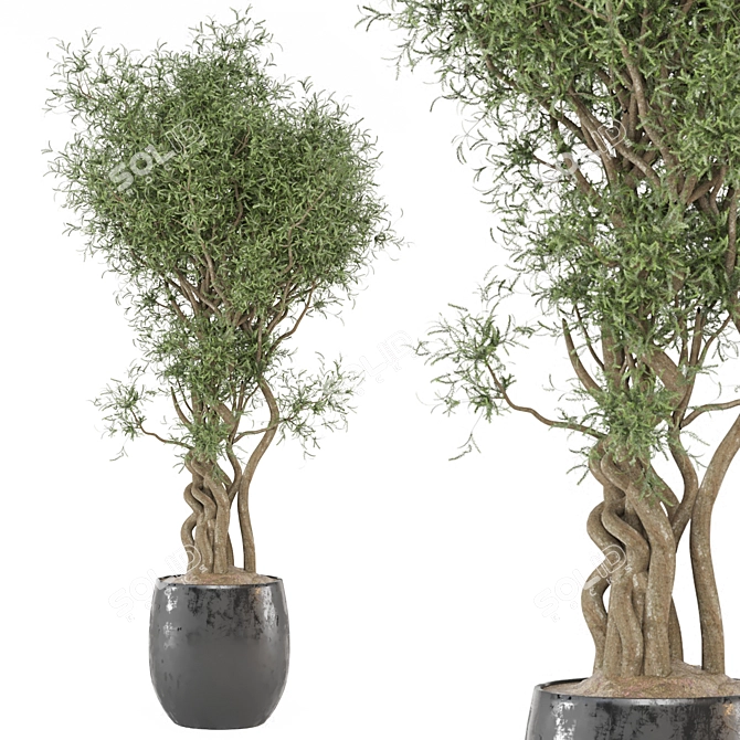  Elegant Indoor Plant Set 3D model image 1