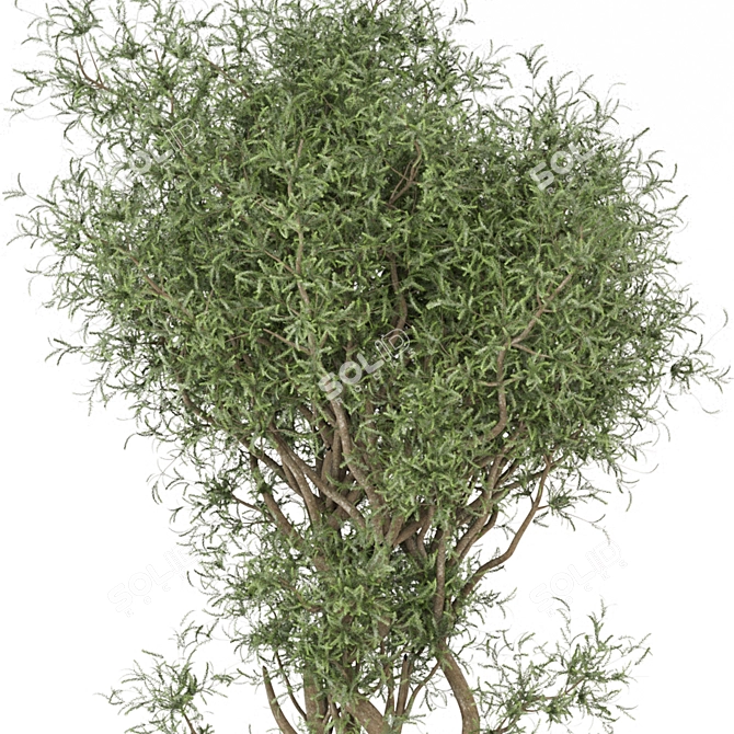  Elegant Indoor Plant Set 3D model image 2