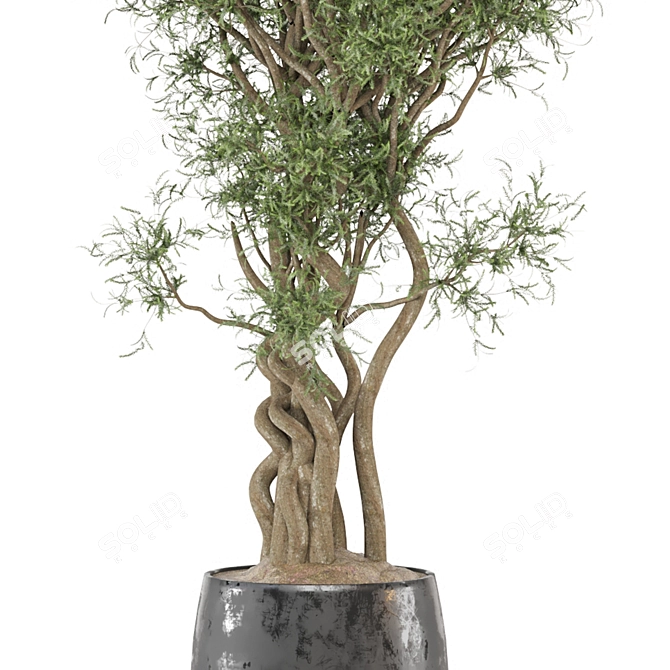  Elegant Indoor Plant Set 3D model image 3