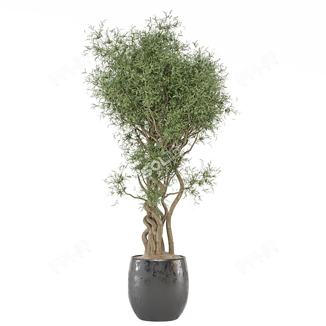  Elegant Indoor Plant Set 3D model image 4