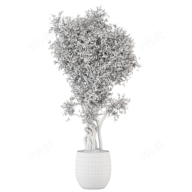 Elegant Indoor Plant Set 3D model image 5