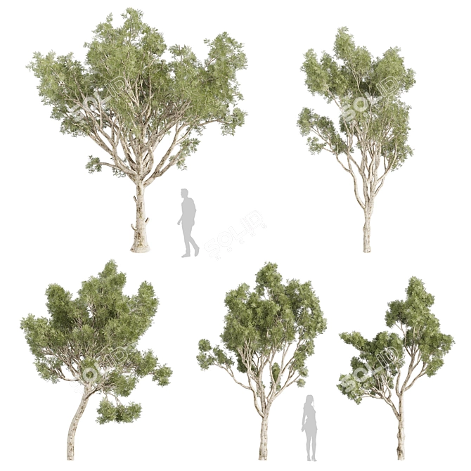 High-Quality Eucalyptus Scoparia Tree 3D model image 1