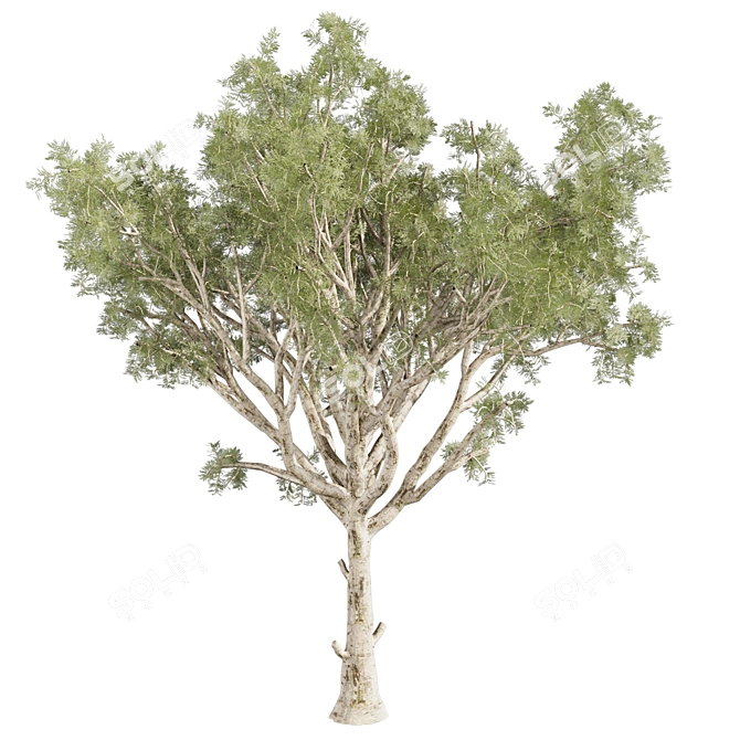 High-Quality Eucalyptus Scoparia Tree 3D model image 2