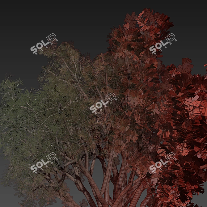 High-Quality Eucalyptus Scoparia Tree 3D model image 7