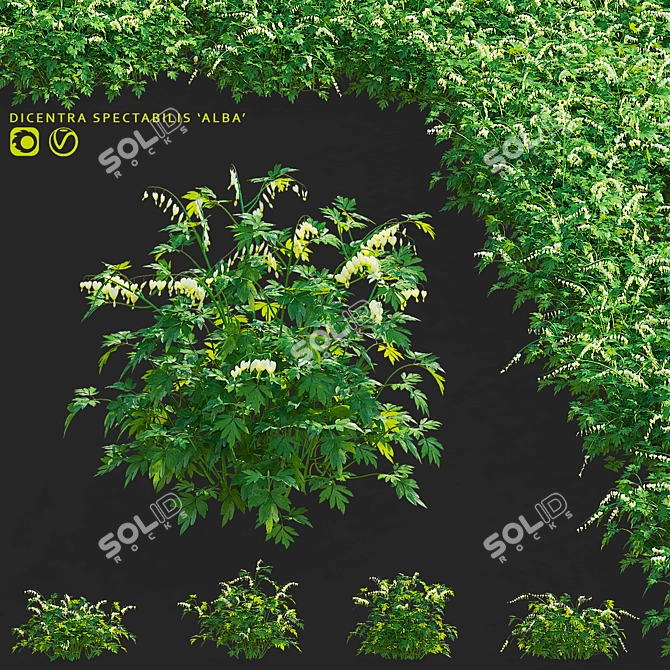 White Dicentra Spectabilis Set 3D model image 1