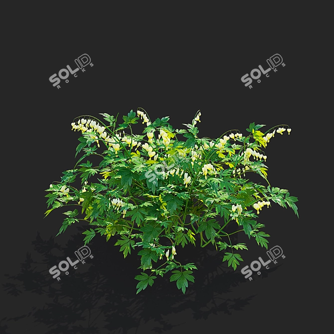 White Dicentra Spectabilis Set 3D model image 2