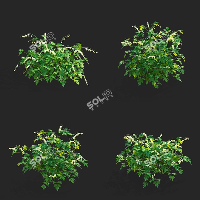 White Dicentra Spectabilis Set 3D model image 4