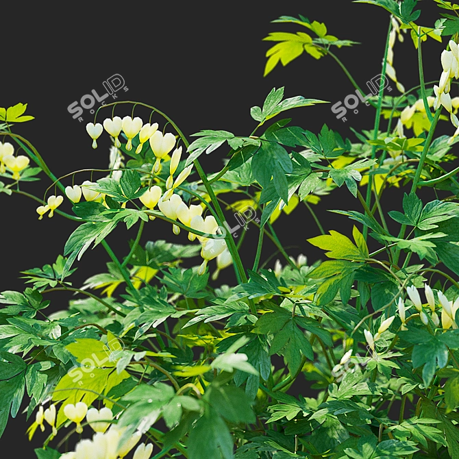 White Dicentra Spectabilis Set 3D model image 6