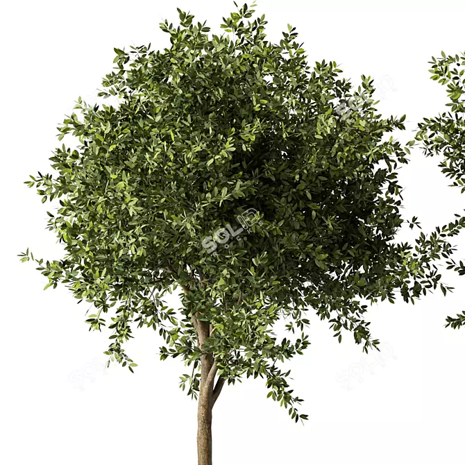 Russian Pine Tree Replica: 3D Model 3D model image 2