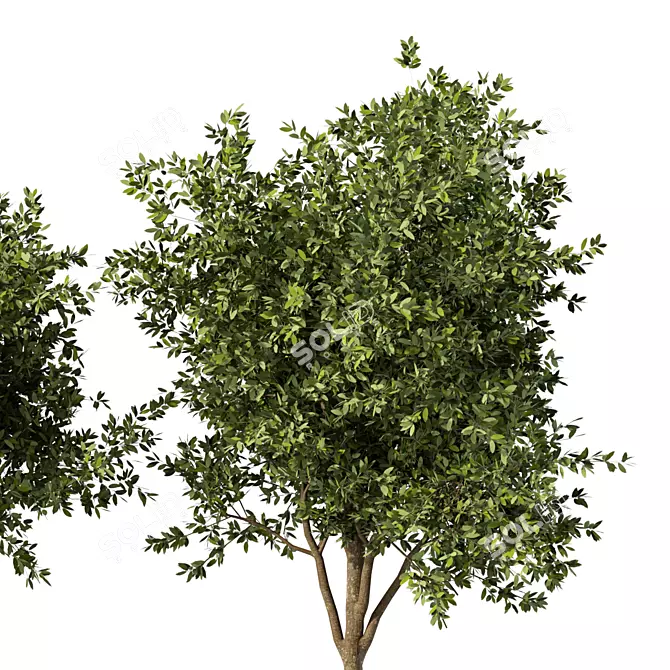 Russian Pine Tree Replica: 3D Model 3D model image 3