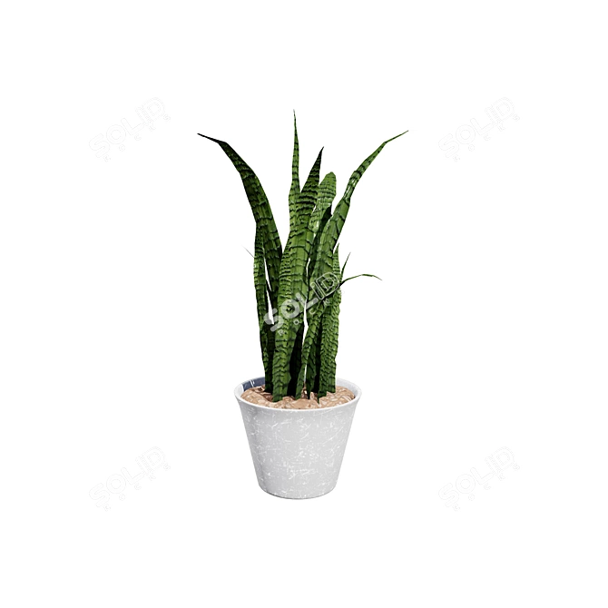 Snake Plant 3D Model .hex 3D model image 2