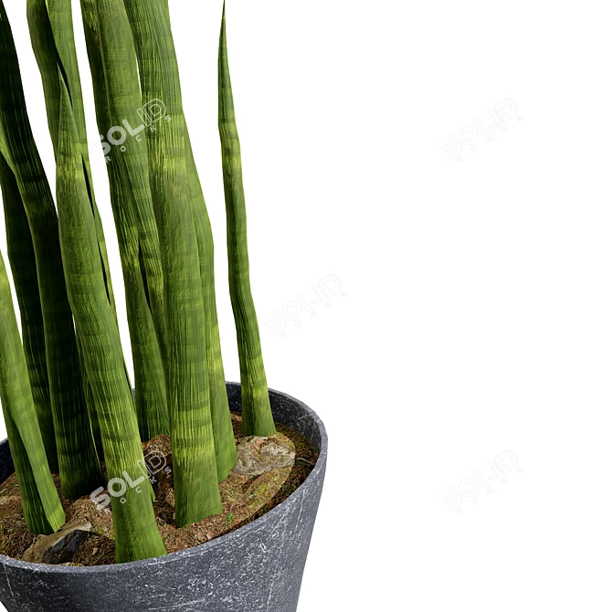 Snake Plant 3D Model .hex 3D model image 4