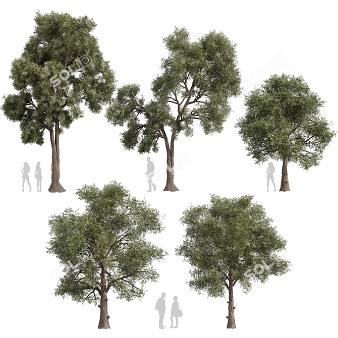 High-Quality Collection Eucalyptus Tree 3D model image 1