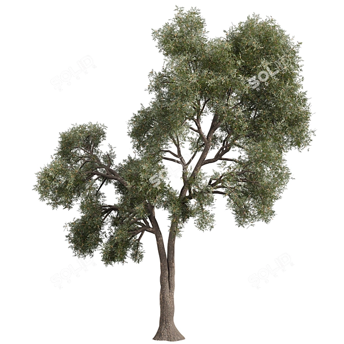 High-Quality Collection Eucalyptus Tree 3D model image 3