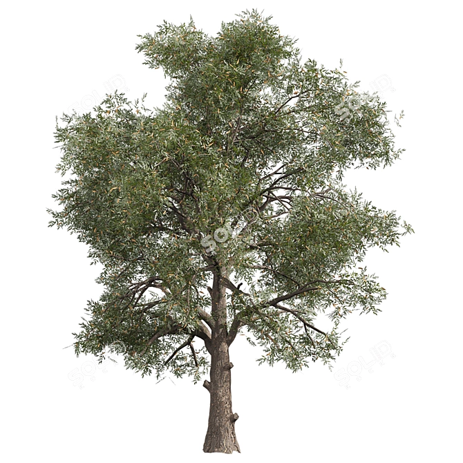 High-Quality Collection Eucalyptus Tree 3D model image 4