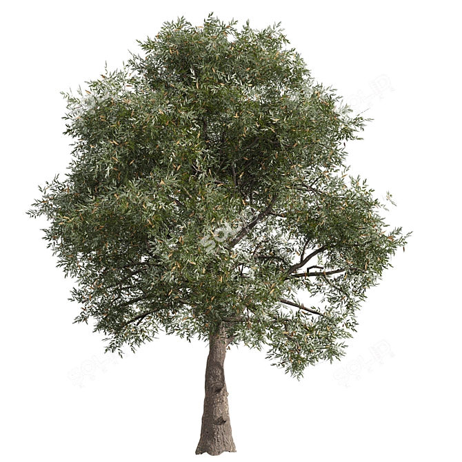 High-Quality Collection Eucalyptus Tree 3D model image 6