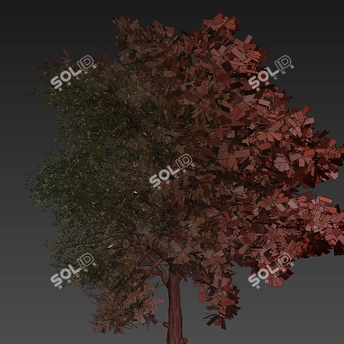 High-Quality Collection Eucalyptus Tree 3D model image 7