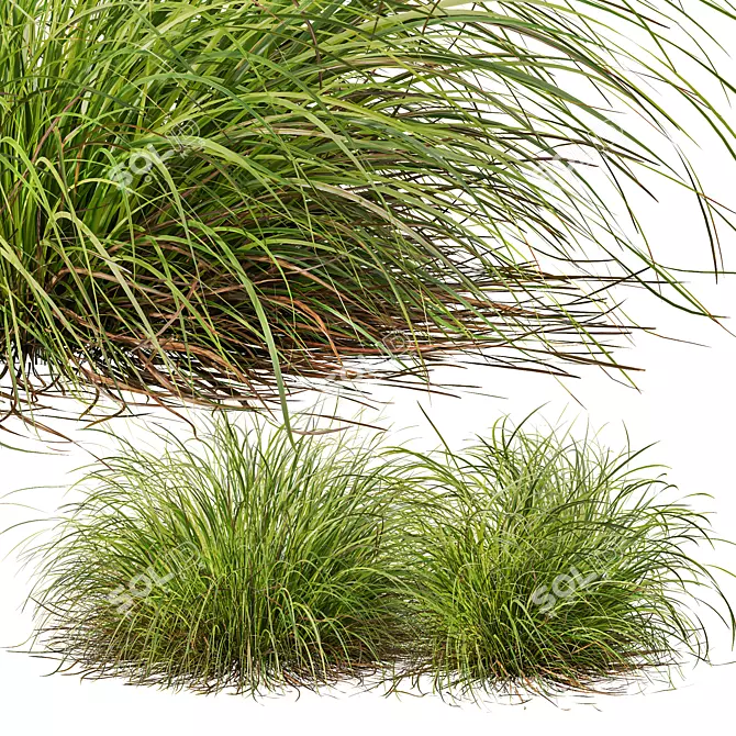 Lush Grass 3D Model Bundle 3D model image 5