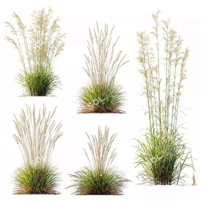 Grass Varieties 3D Models Bundle 3D model image 1