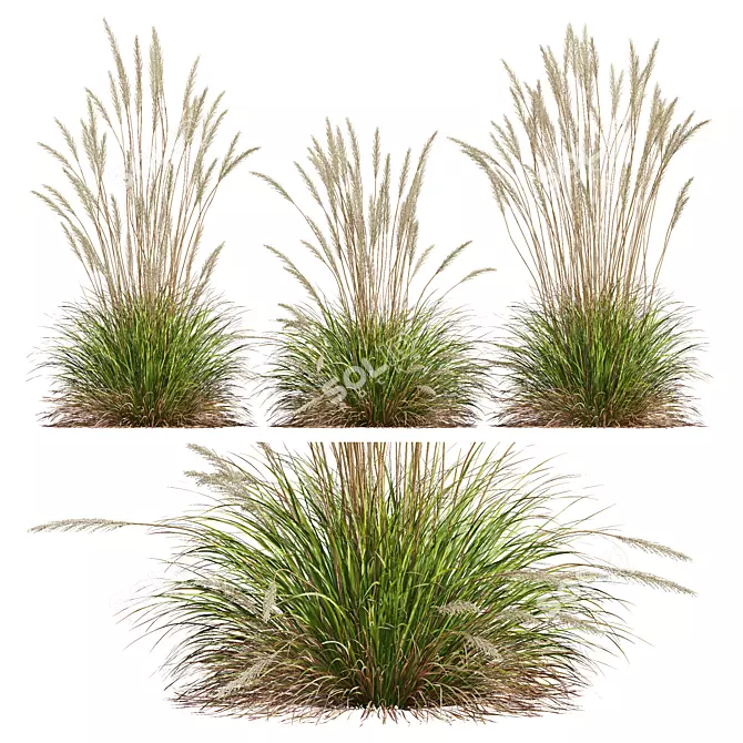 Grass Varieties 3D Models Bundle 3D model image 2