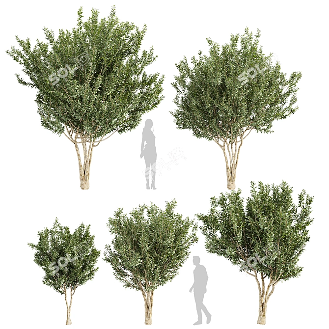 Premium Eucalyptus Lehmannii Tree Model 3D model image 1